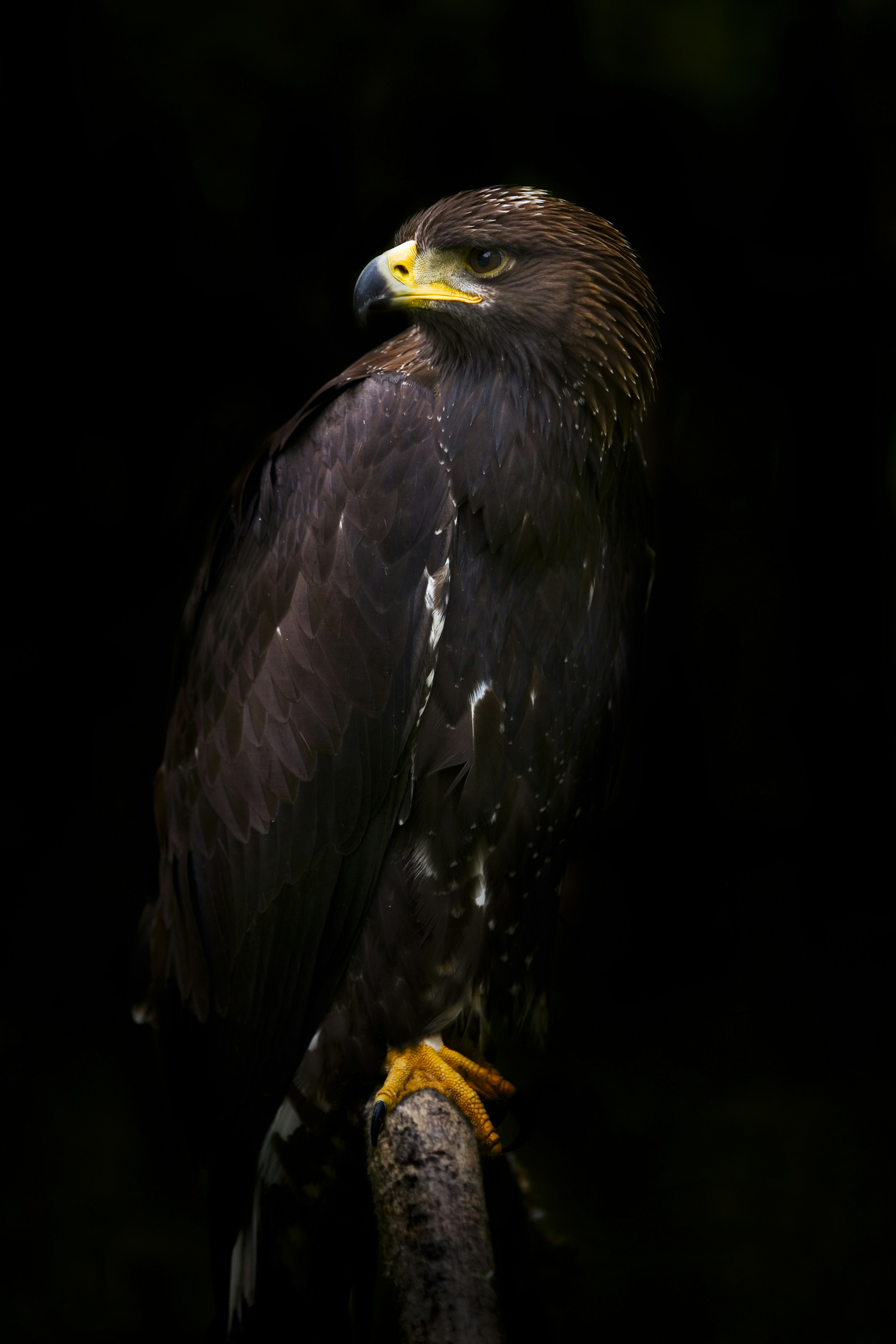 black hawk on tree